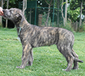 Leonberger e levriero irlandese irish wolfhound